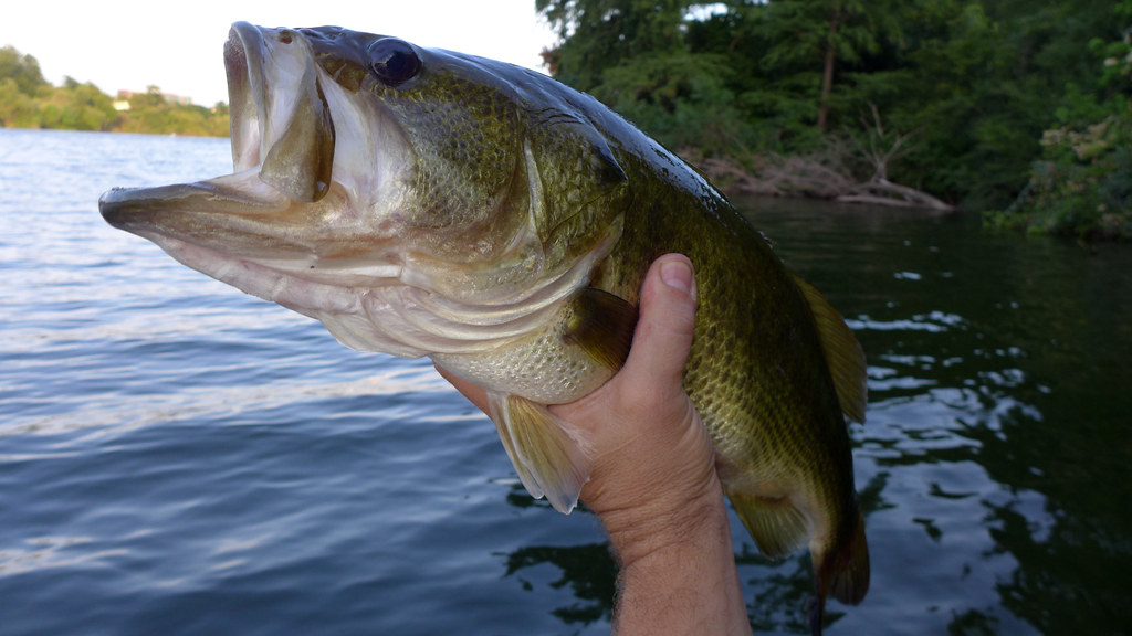 bass fishing tips