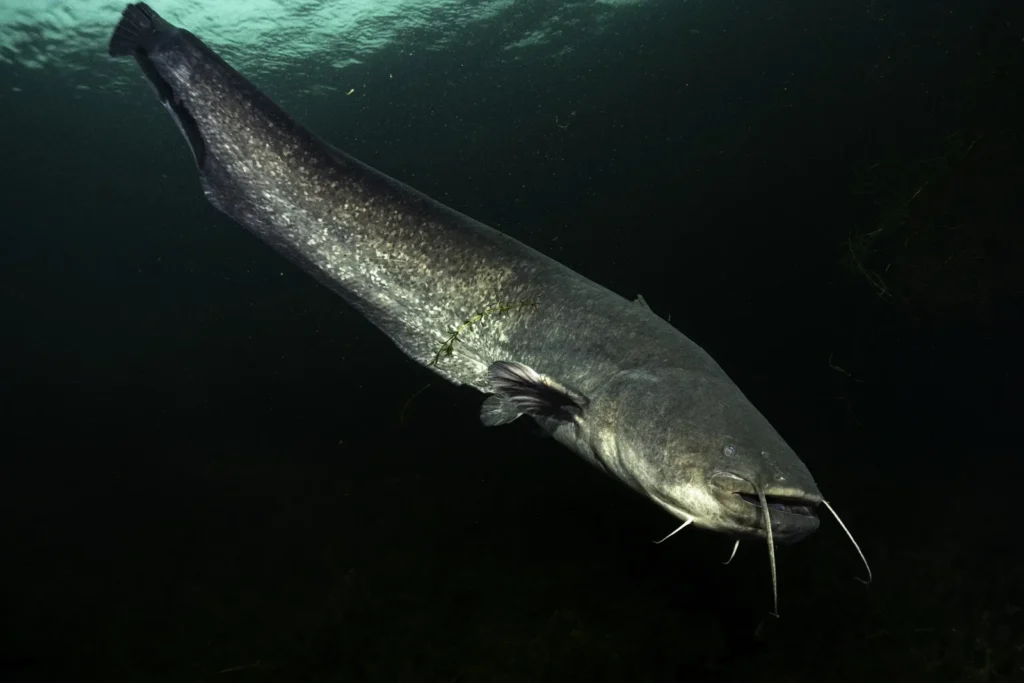 Catfish