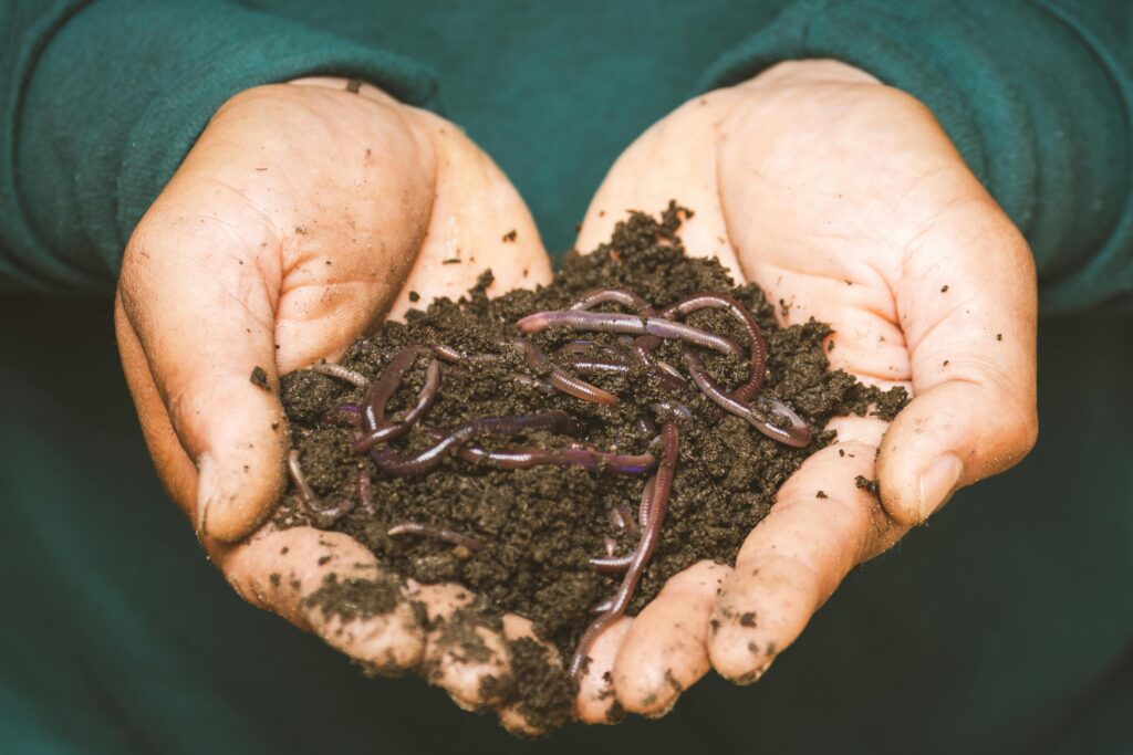 Worms for Carp Fishing