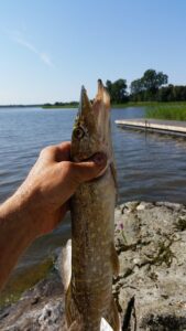 A normal sized pike fish. catched by fishing rod
