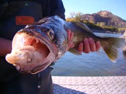 A walleye fish caught by fishing rod
