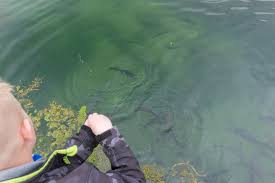 Angling with fish 