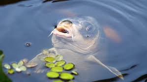 Carps